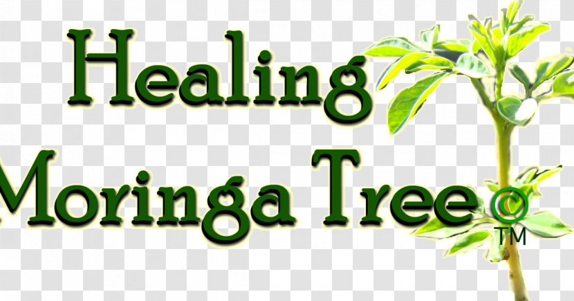 Drumstick Tree Oxygen Radical Absorbance Capacity Seed Moringa Ovalifolia Transparent PNG