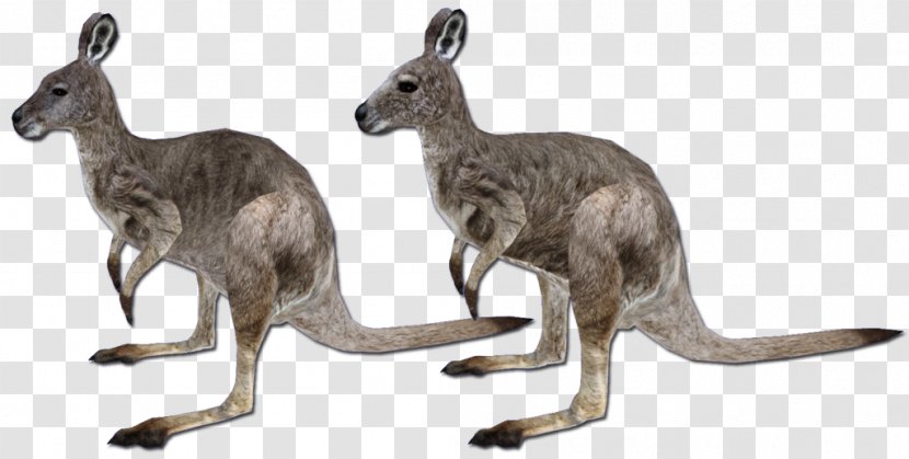 Red Kangaroo Zoo Tycoon 2 Macropodidae - Snow Leopard Transparent PNG