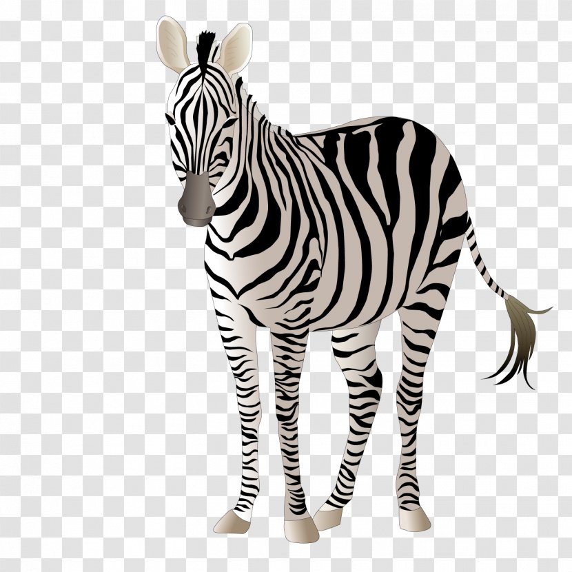 Giraffe Okapi Zebra Adobe Illustrator - Wildlife - Standing Transparent PNG