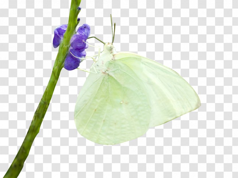 Butterfly Insect - White Transparent PNG
