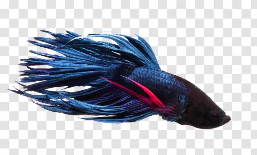 Siamese Fighting Fish Neon Tetra Aquarium - Betta Transparent PNG