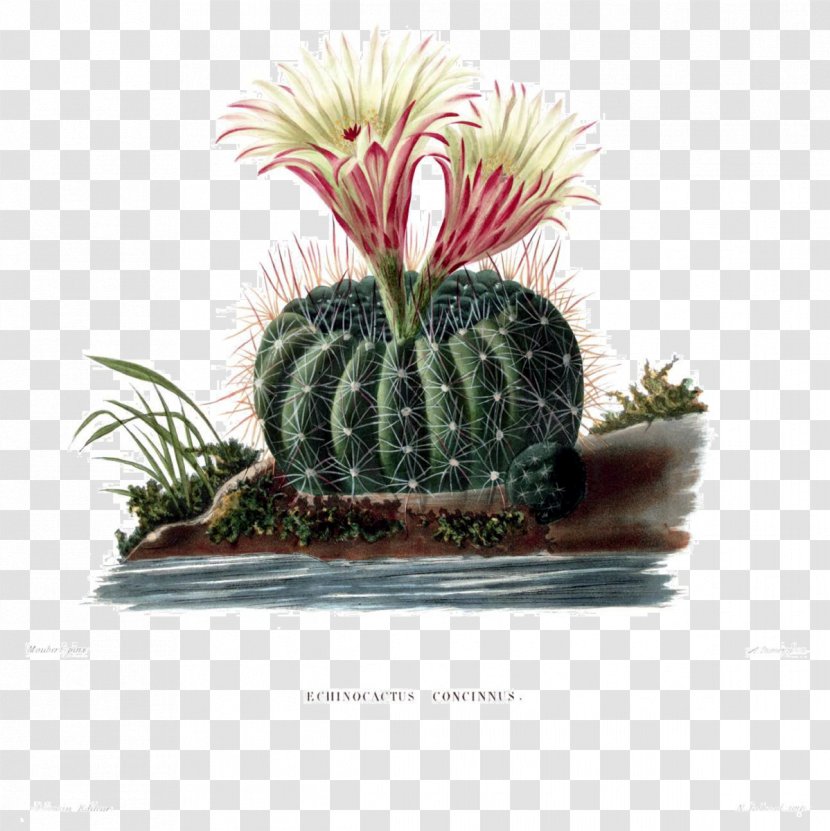 Turk's Head Cactus Botany Botanical Illustration Succulent Plant Stock Photography - Flowering - Hedgehog Transparent PNG