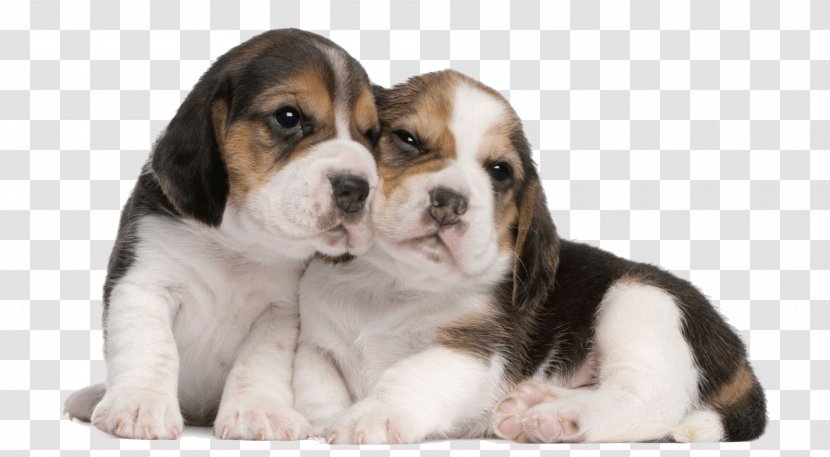 Pocket Beagle Puppy Dog Breed Companion Transparent PNG