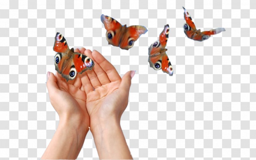 Butterfly Money Stock Photography - Orange - Help Transparent PNG