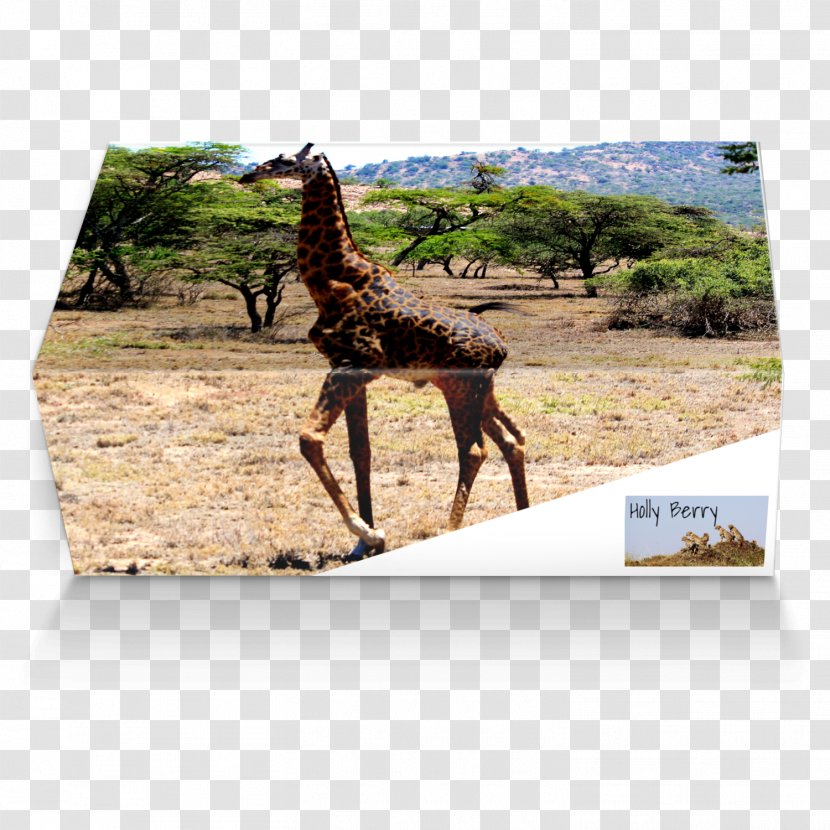 Giraffe Fauna Wildlife Terrestrial Animal Transparent PNG