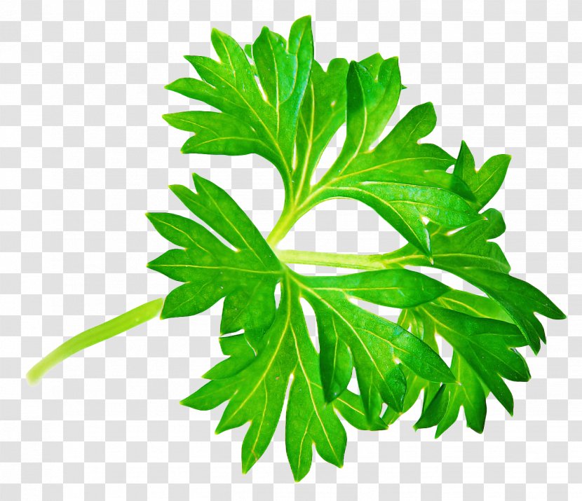 Basil Leaf - Parsley Family Herbal Transparent PNG