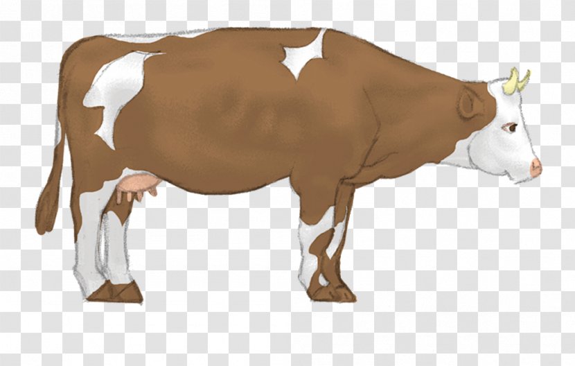 Dairy Cattle Farm Yoga Livestock - Calf Transparent PNG