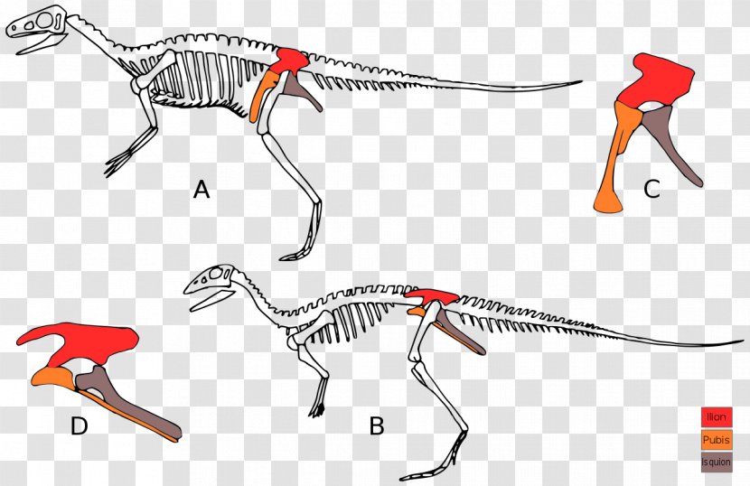 Eoraptor Lunensis Lesothosaurus Deinocheirus Triceratops Ornithischia - Dinosaur Transparent PNG