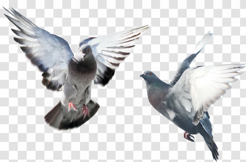 Flying Bird Background - Beak - Feather Transparent PNG