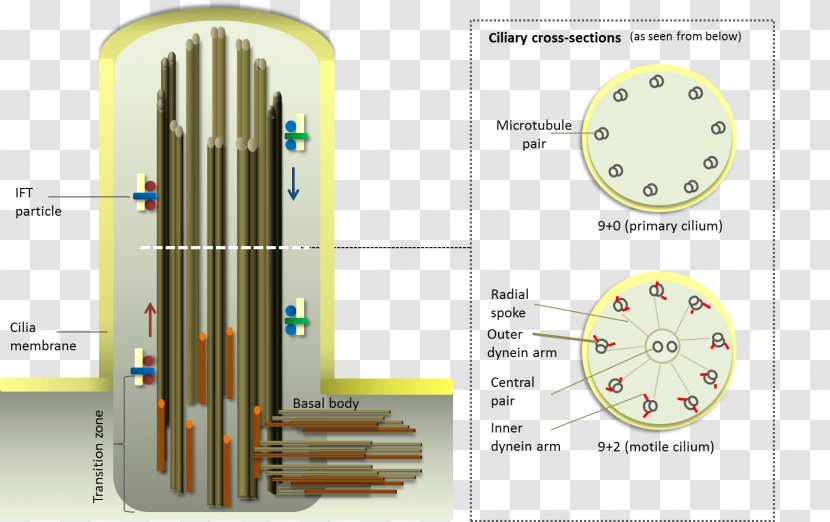 Cilium Flagellum Ciliate Cell Organelle - Trachea Transparent PNG