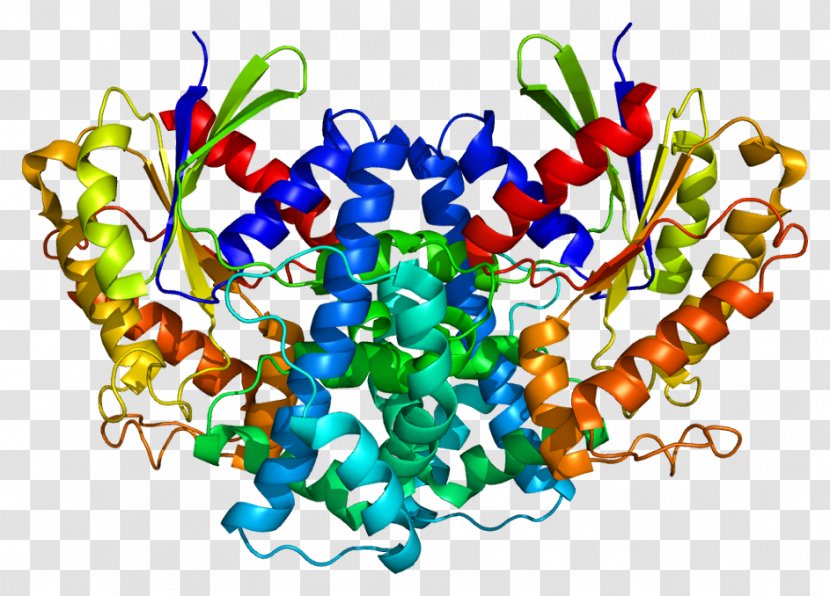 GNA12 Heat Shock Protein 90kDa Alpha (cytosolic), Member A1 Hsp90 - Watercolor Transparent PNG