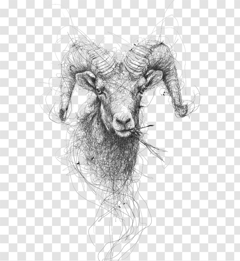 Drawing Sheep Pencil Illustration - Gesture - Sketch Goat Transparent PNG