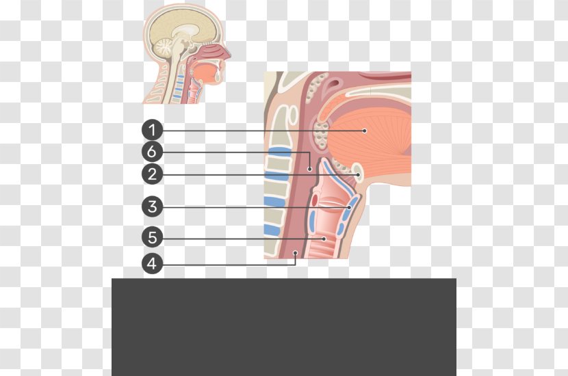 Muscles Of The Larynx Anatomy Vocal Folds Trachea - Frame - Thyroid Cartilage Transparent PNG