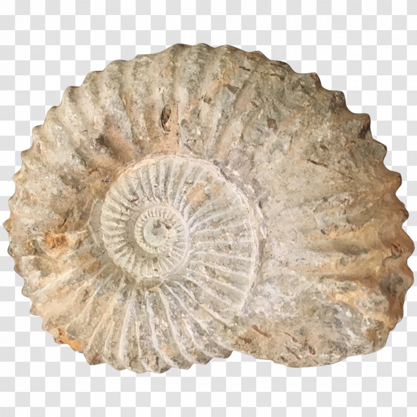 Transitional Fossil Ammonites Nautilida Seashell - Coffee Tables Transparent PNG