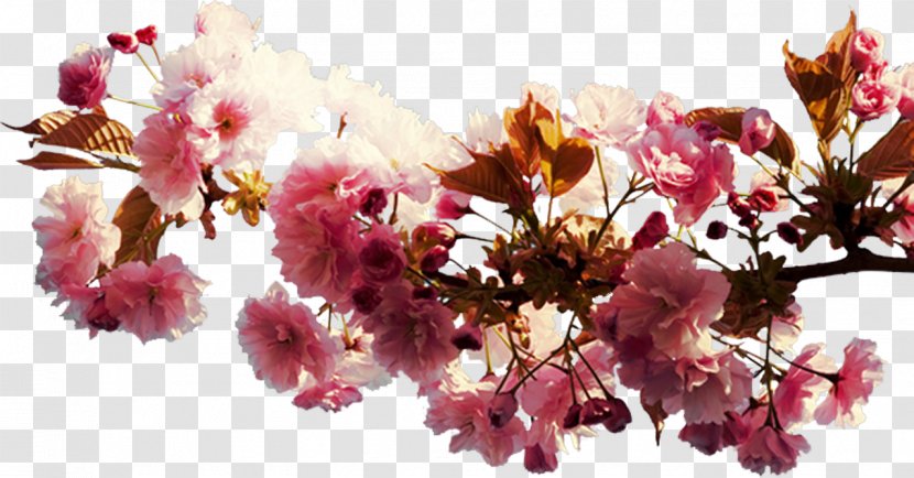 Cherry Blossom Cut Flowers Spring Floral Design - Flowering Plant Transparent PNG