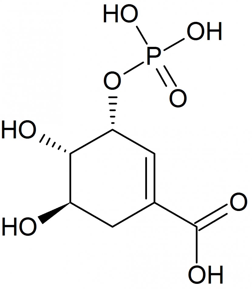 Muconic Acid Aspartic Dicarboxylic - Text - Dihydroxybenzoic Transparent PNG