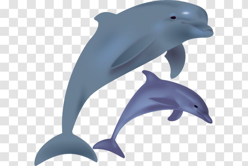 Common Bottlenose Dolphin Spinner Free Content Clip Art - Website - Cartoon Images Transparent PNG