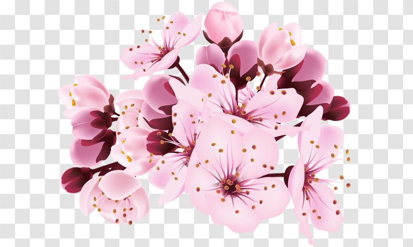 Cherry Blossom Clip Art - Sakura Branch Transparent PNG