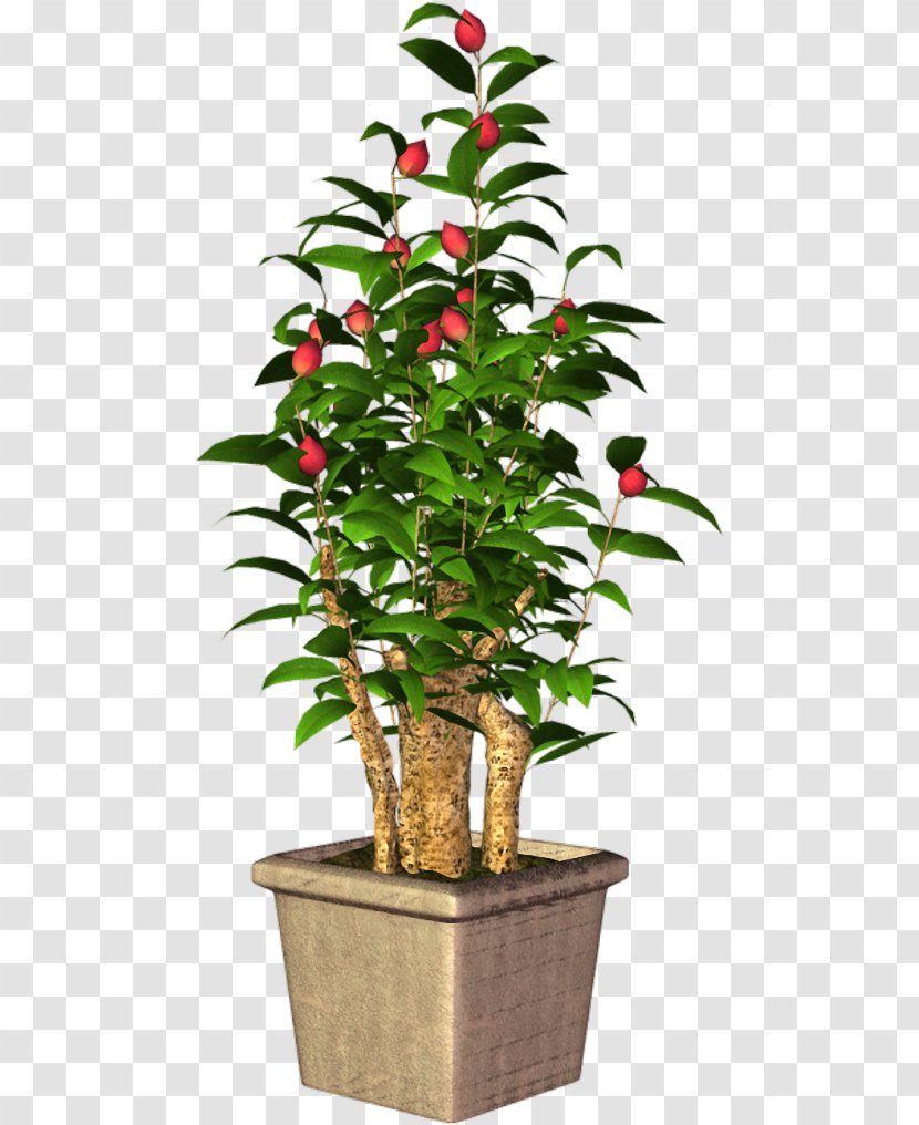 Tree Flowerpot Houseplant Shrub Plant Stem Transparent PNG