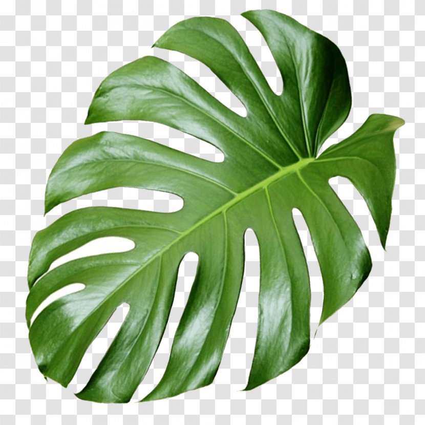 Plant Aesthetics - Sensation - Monstera Transparent PNG