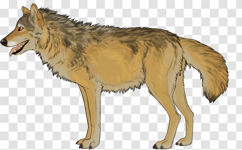 Kunming Wolfdog Coyote Red Wolf Jackal - Fur - Carnivoran Transparent PNG