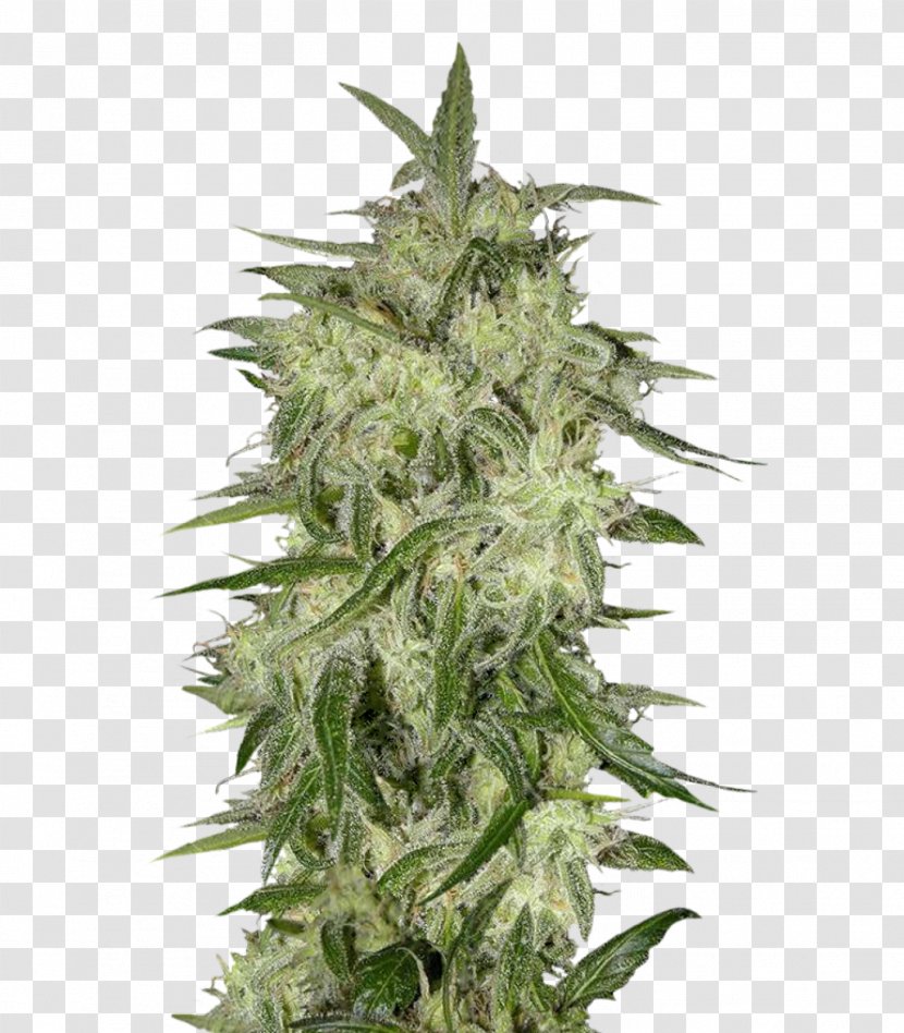 Seed Bank Feminized Cannabis Sativa Skunk - Stay Away From Haze Transparent PNG