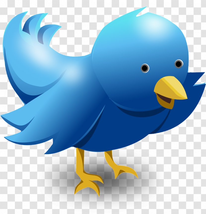 Social Media Logo - Galliformes - Bird Cartoon Transparent PNG
