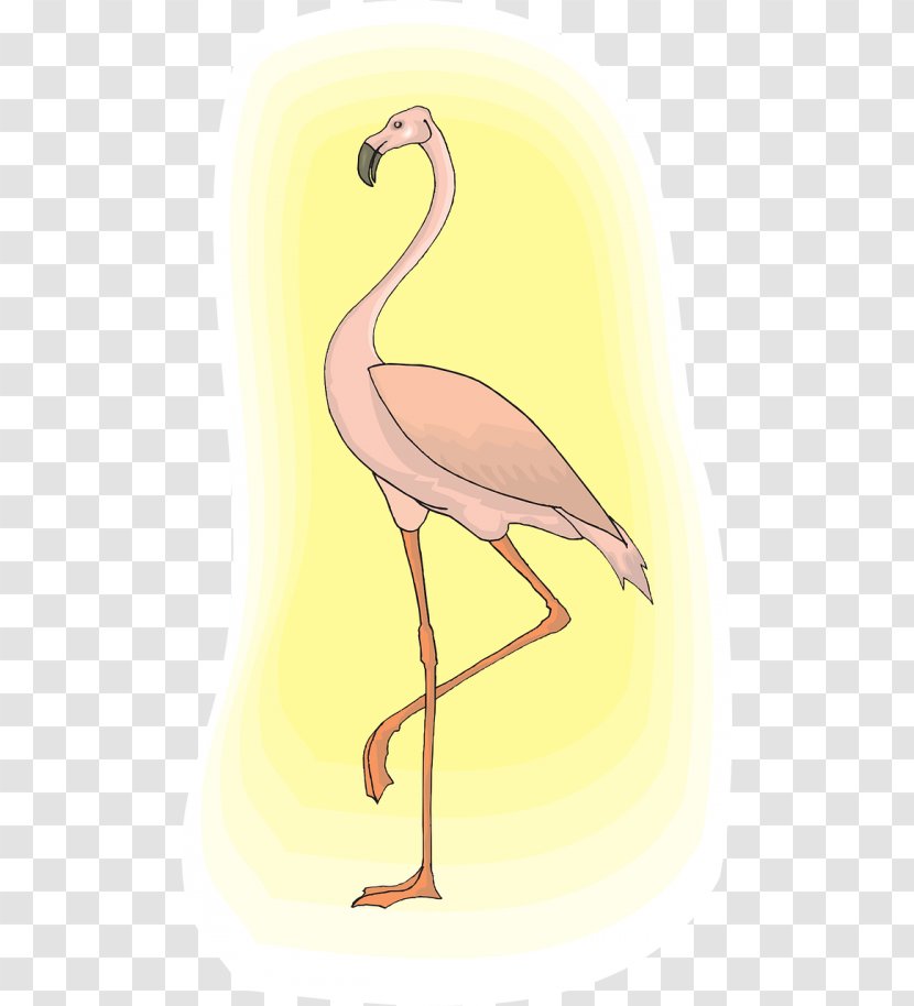 Bird Greater Flamingo Clip Art Flamingos Transparent PNG