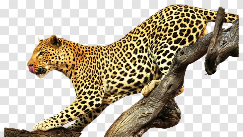 Felidae Cheetah Cougar Hyena Desktop Wallpaper - Panthera Transparent PNG