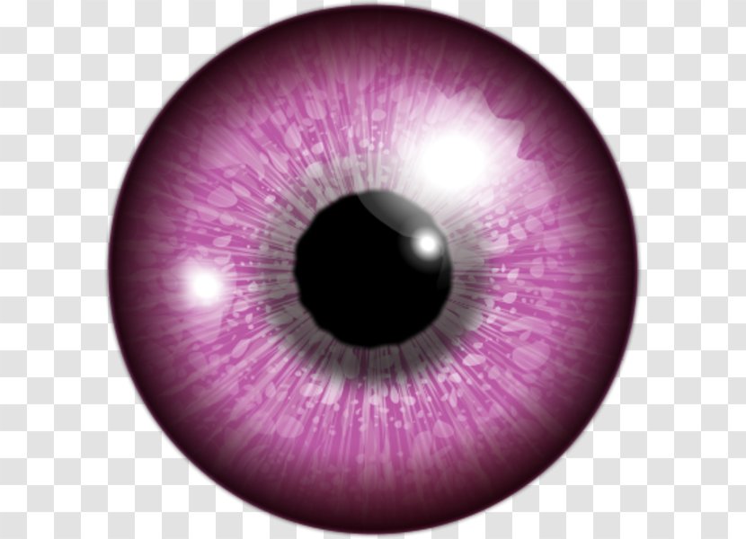 Human Eye Iris Color - Tree - Watching Clipart Transparent PNG