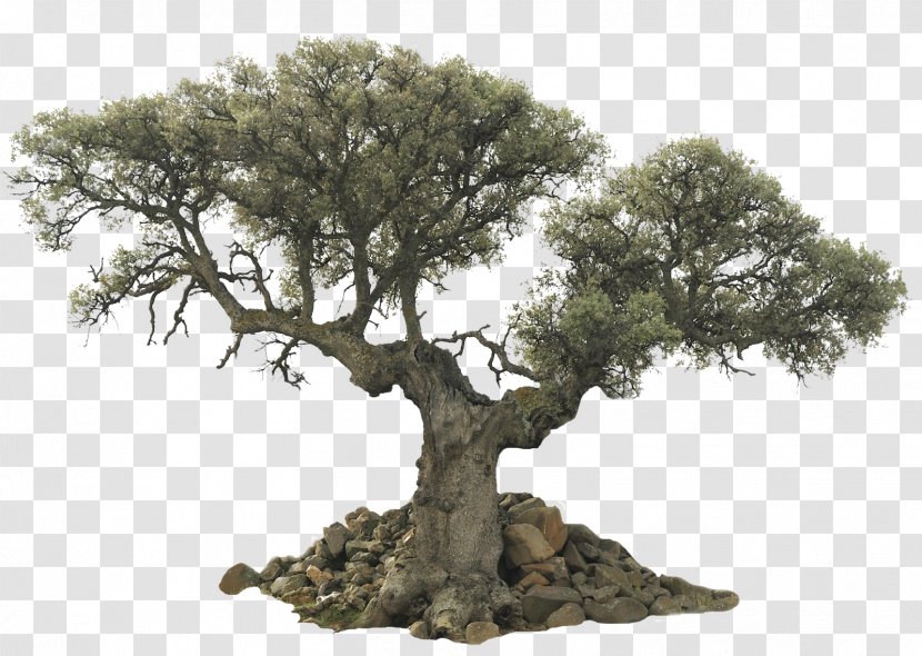 Tree Evergreen Olive Desktop Wallpaper - Giant Sequoia - Trees Transparent PNG