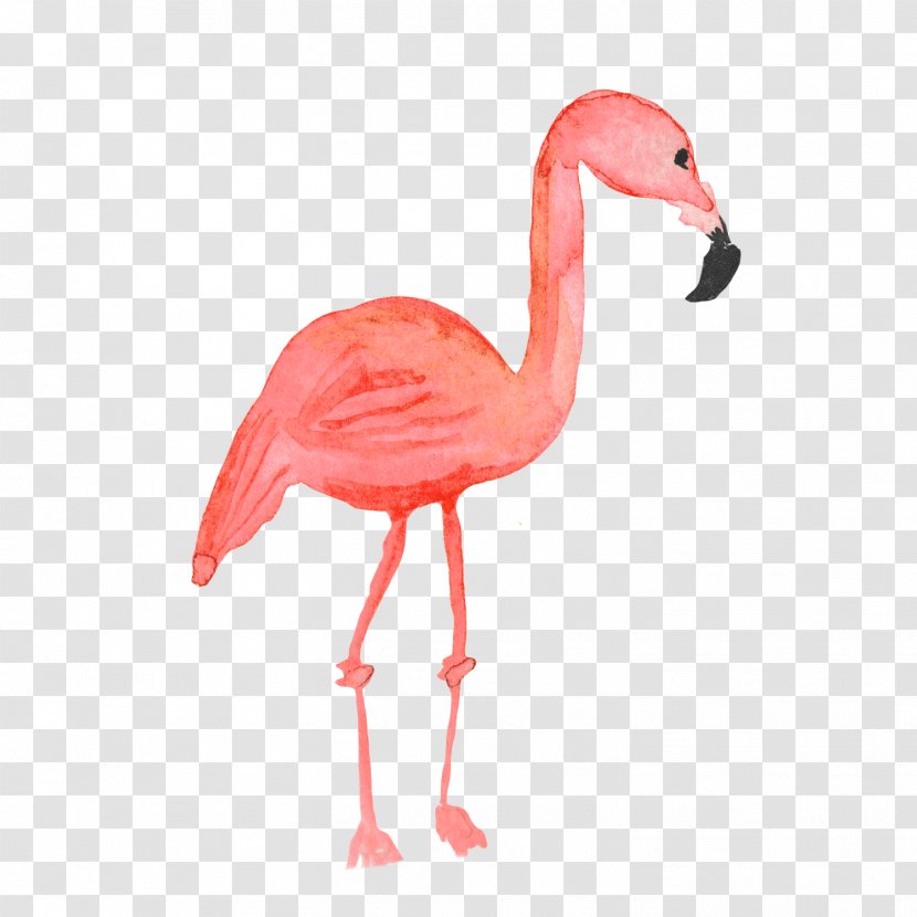Flamingos Common Ostrich Bird - Watercolor Painting Transparent PNG