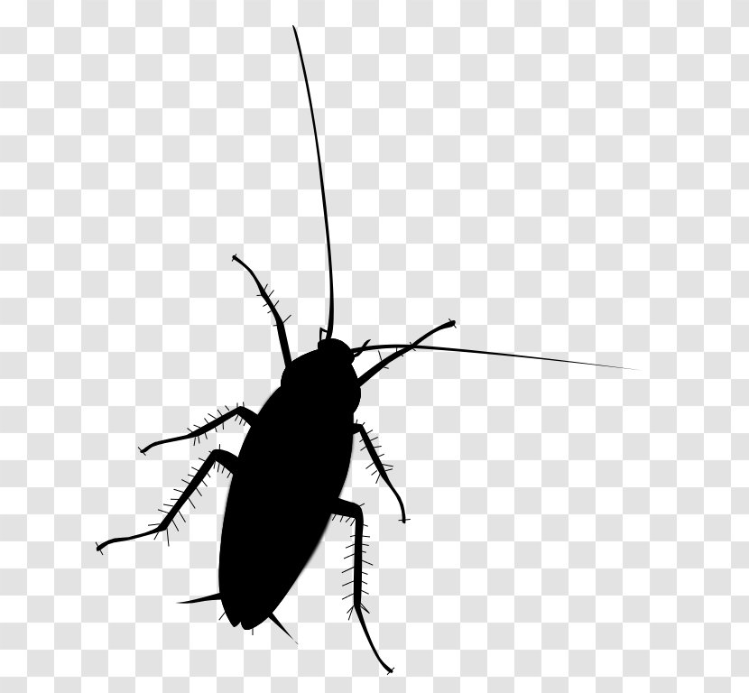 Cockroach Beetle Clip Art Membrane Insect - Ground Transparent PNG