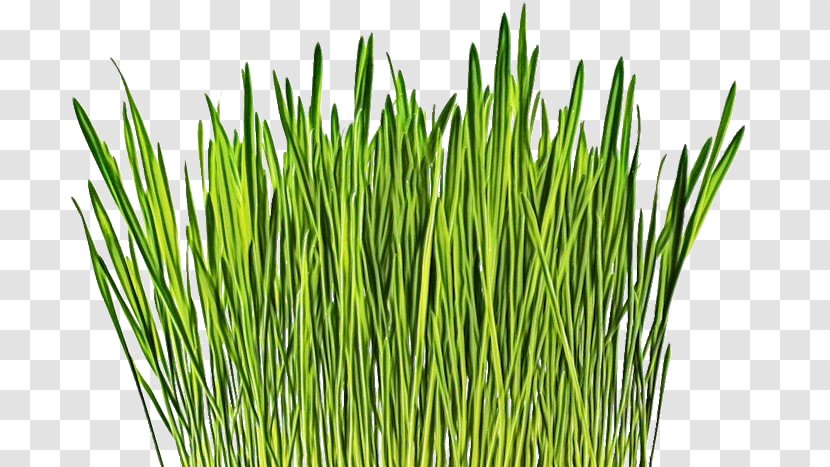 Wheat Cartoon - Barleys - Garlic Chives Herb Transparent PNG