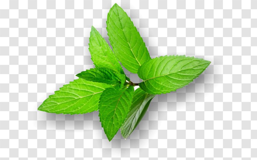 LorAnn Oils 1 Lebensmittelaroma Pfefferminze Peppermint Herbalism Leaf Milliliter - Brinjal Insignia Transparent PNG