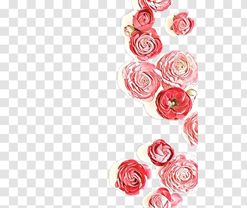 Garden Roses - Rose Family - Order Plant Transparent PNG