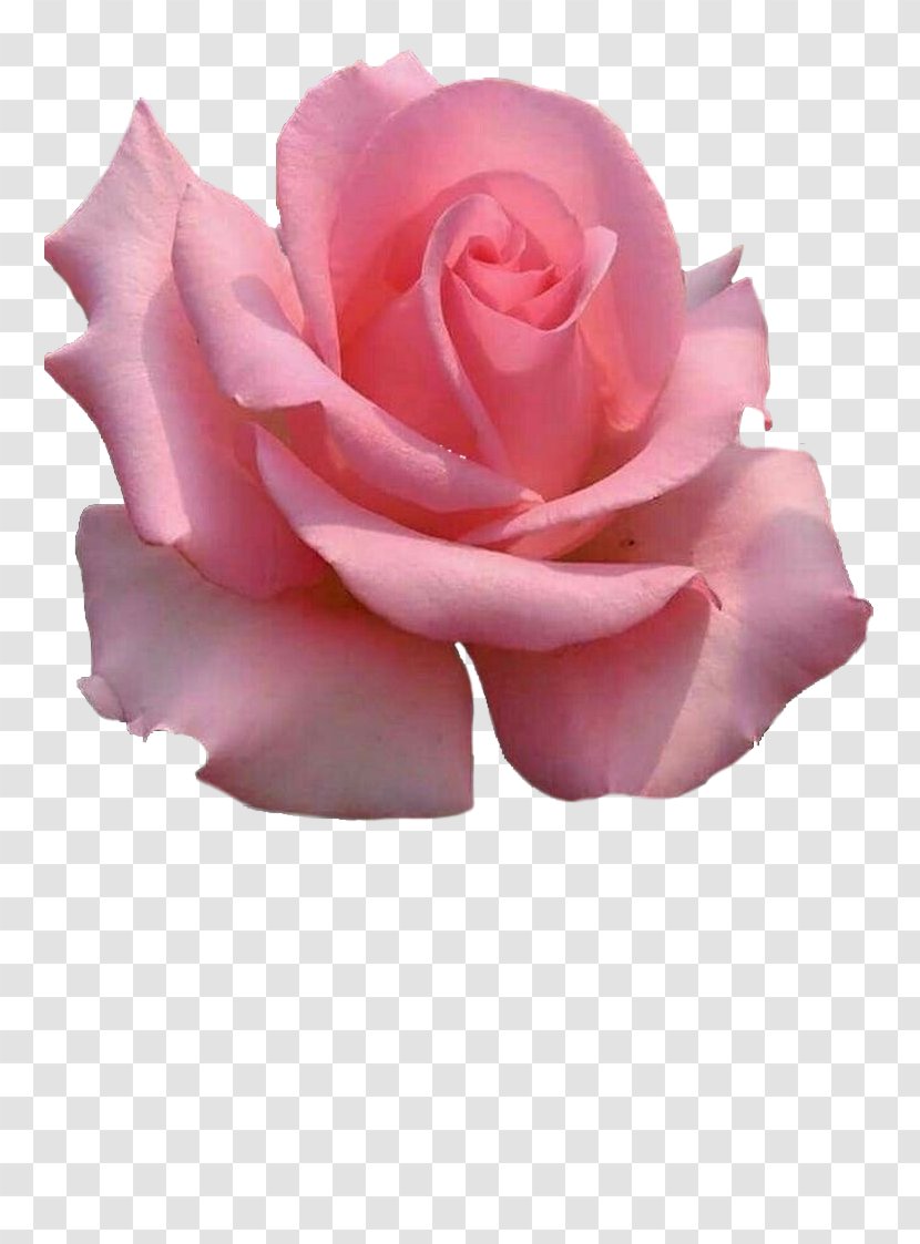 Garden Roses Cabbage Rose China Floribunda Pink - Flower Transparent PNG