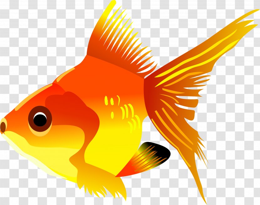 Pet Goldfish Clip Art - Vertebrate - Fish Transparent PNG