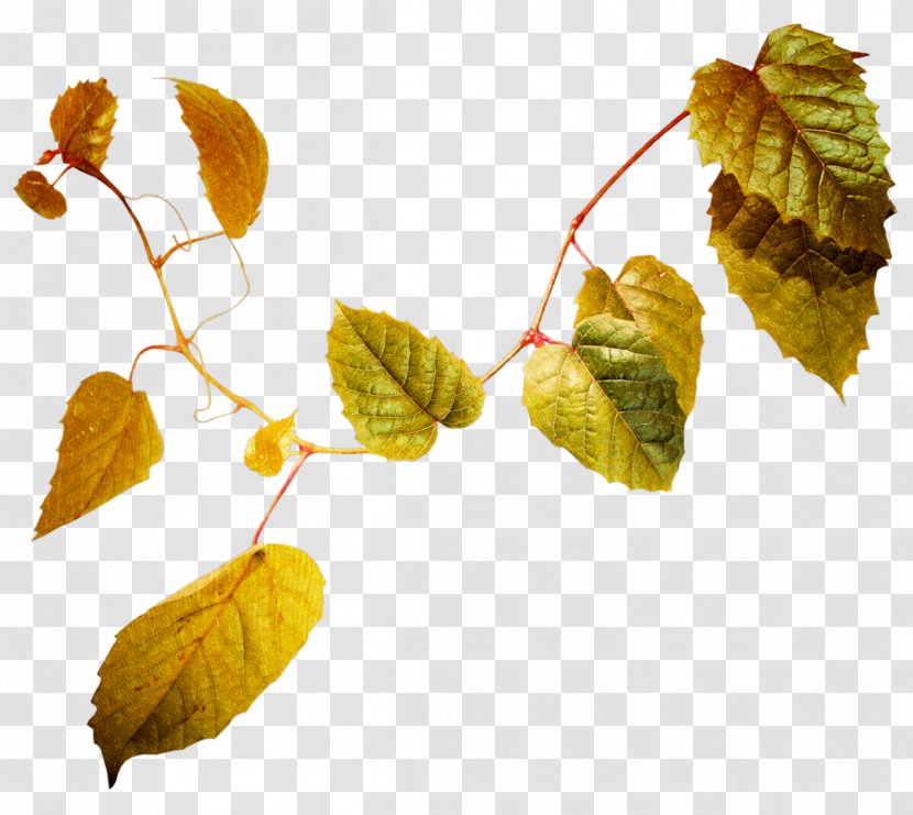Maple Leaf Branch Color - Autumn Leaves Transparent PNG