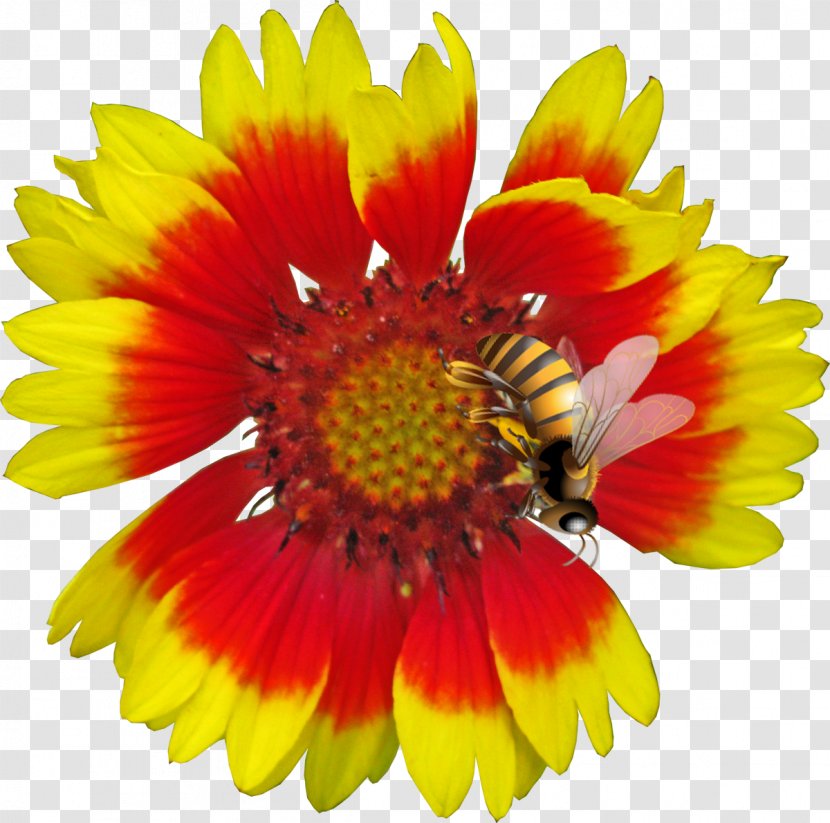 Blanket Flowers Cut Download - Membrane Winged Insect - Flower Transparent PNG