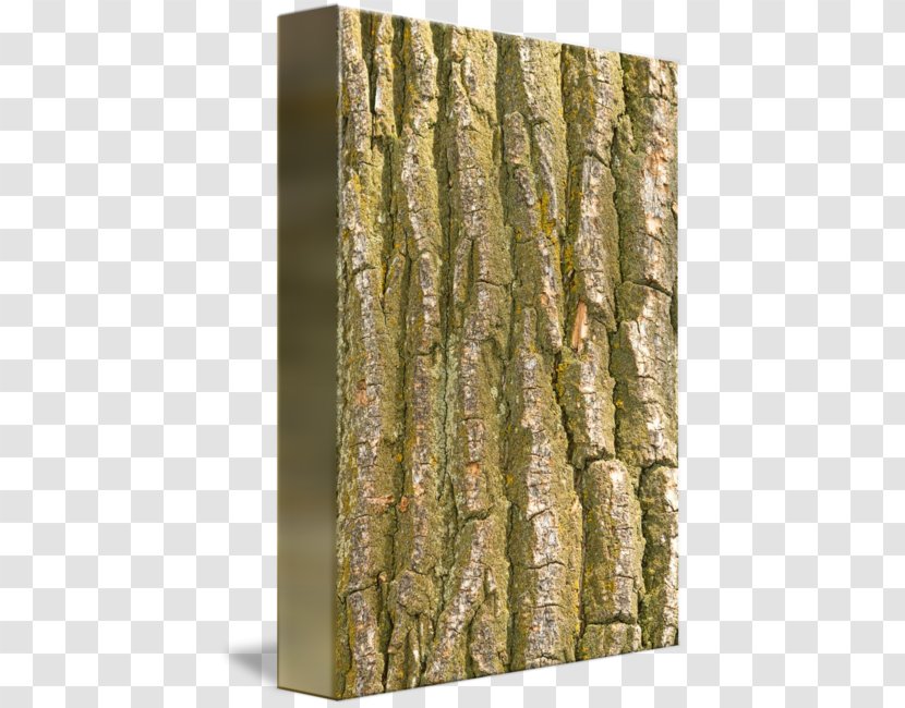 Birch Wood Trunk /m/083vt Bark - Tree - Canvas Texture Transparent PNG