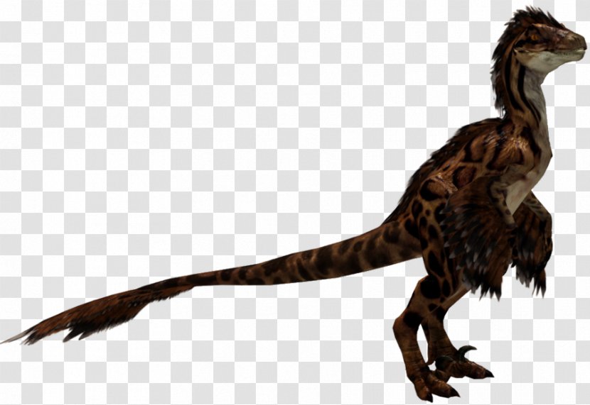 Velociraptor Tyrannosaurus Fauna Feather Beak - Organism Transparent PNG