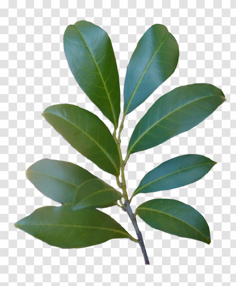 Leaf Plant Stem Laurales Tree - Green Leaves Transparent PNG