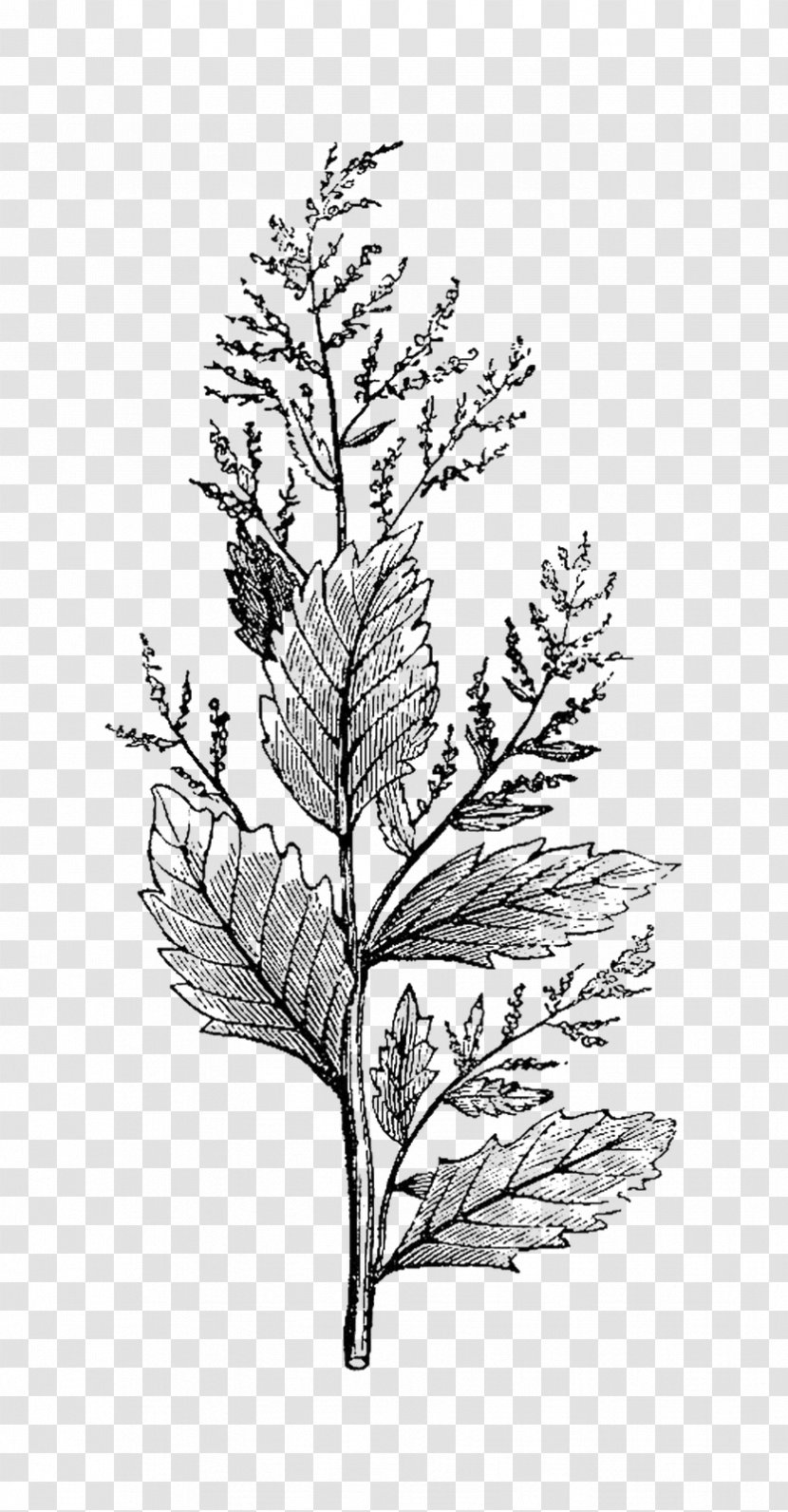 Botanical Illustration Botany Drawing - Spruce Transparent PNG