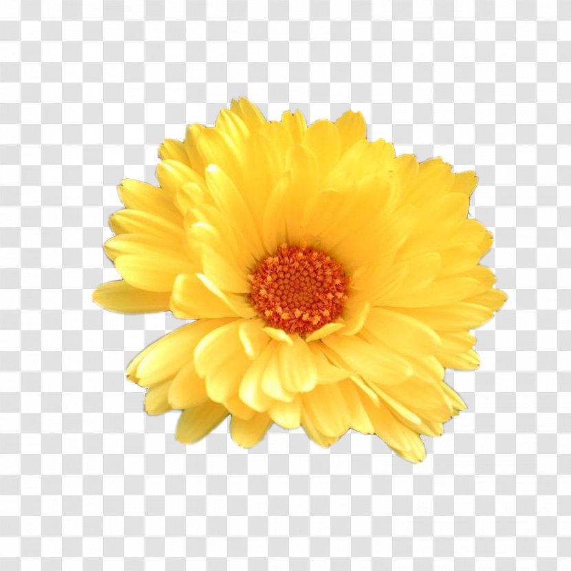 M & S Schmalberg Corel Photo-Paint Keygen Microsoft Paint Flower - Transvaal Daisy - Wedding Flowers 14 0 6 Transparent PNG