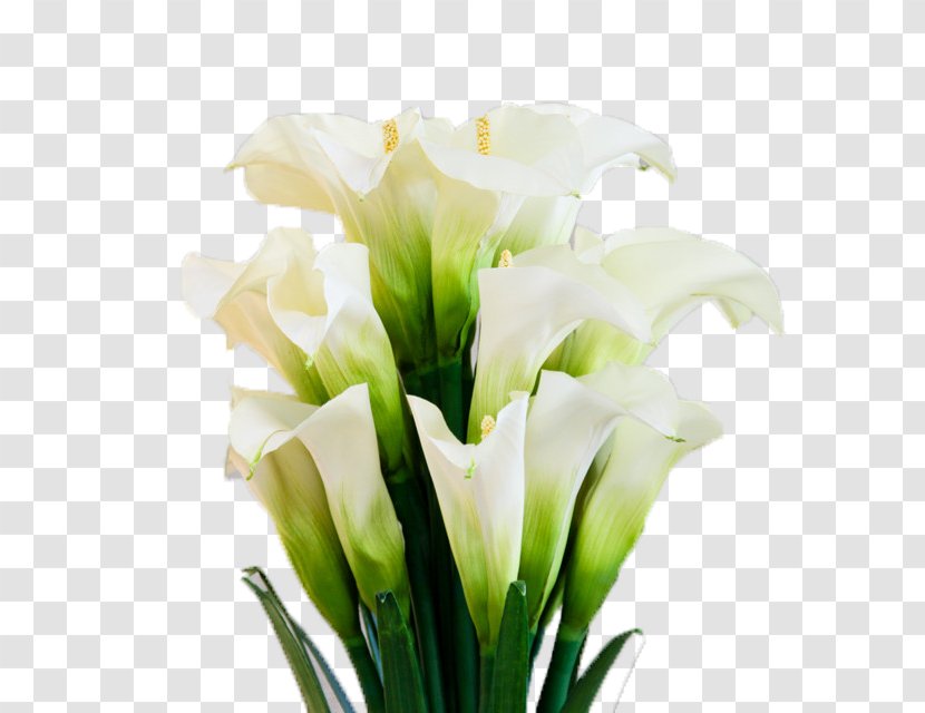 Arum-lily Flower Floristry - Arumlily - A Bunch Of Open Up The Calla Lily Transparent PNG