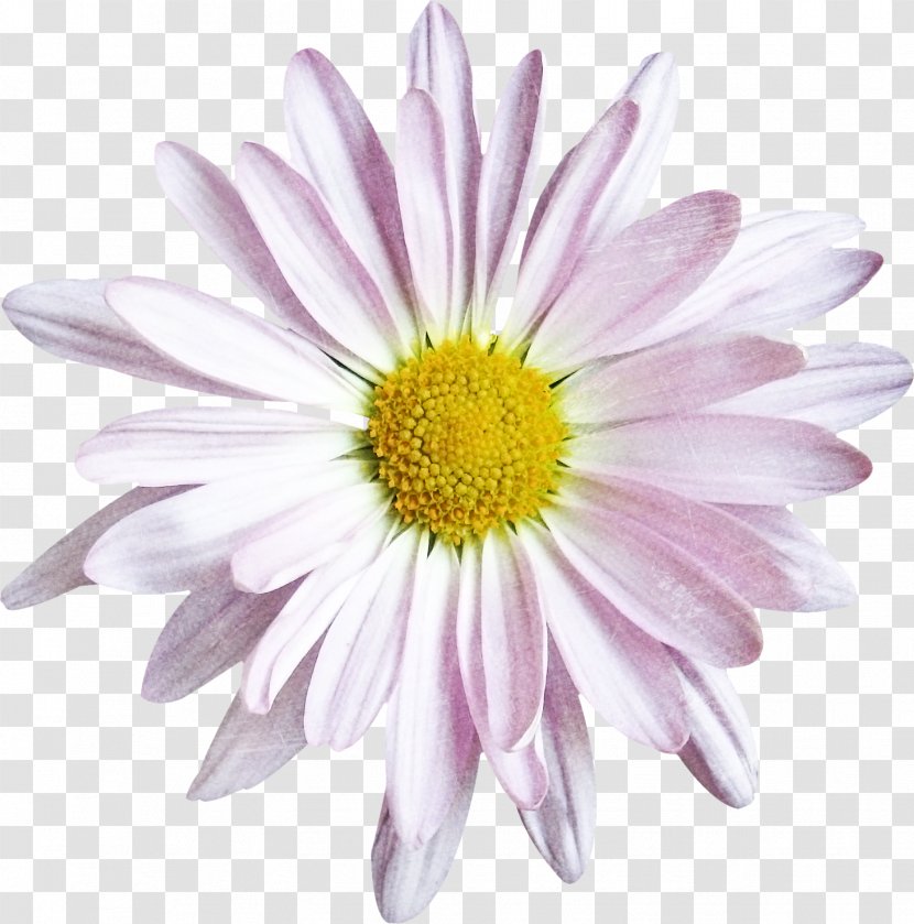 Common Daisy Oxeye Chrysanthemum Argyranthemum Frutescens Cut Flowers - Flower Transparent PNG