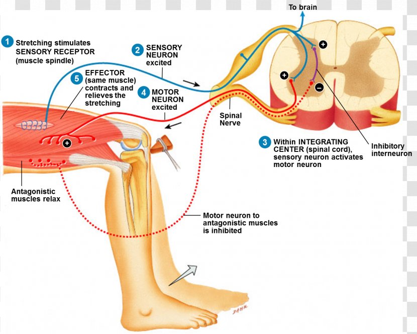 Reflex Arc Stretch Patellar Anatomy - Heart - Cranial Nerve Transparent PNG