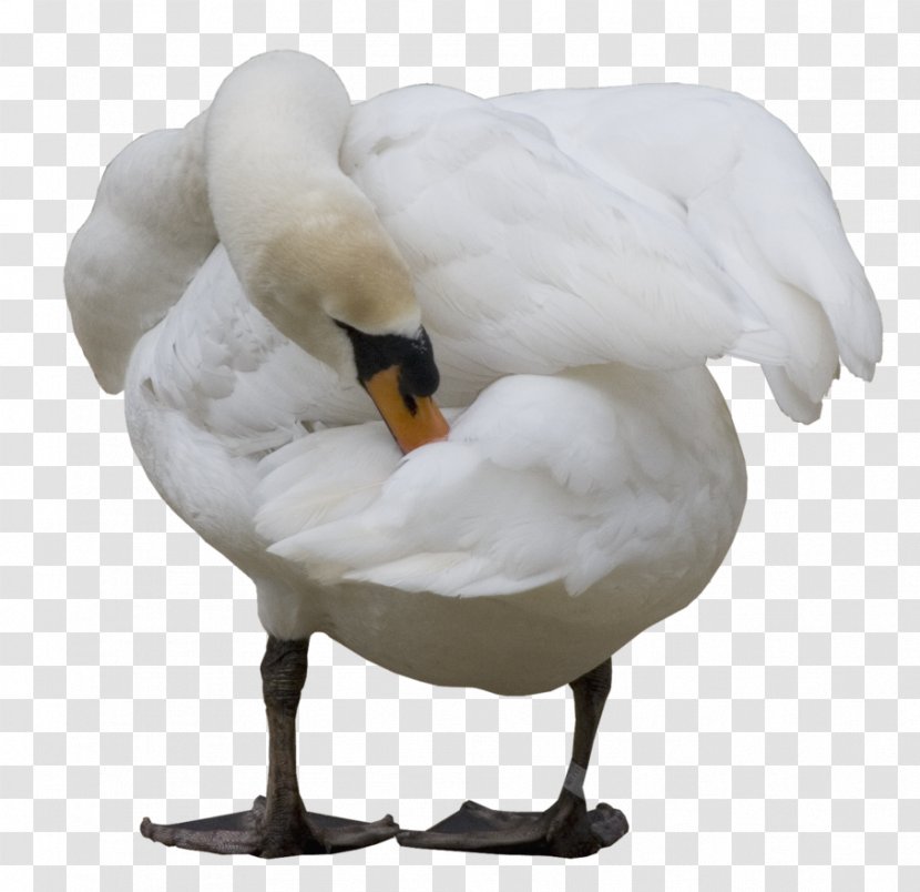 Cygnini Bird Duck Goose Photography - Beak - Swan Transparent PNG