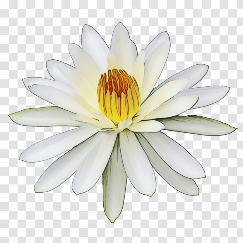Fragrant White Water Lily Petal Flower Aquatic Plant - Flowering Transparent PNG